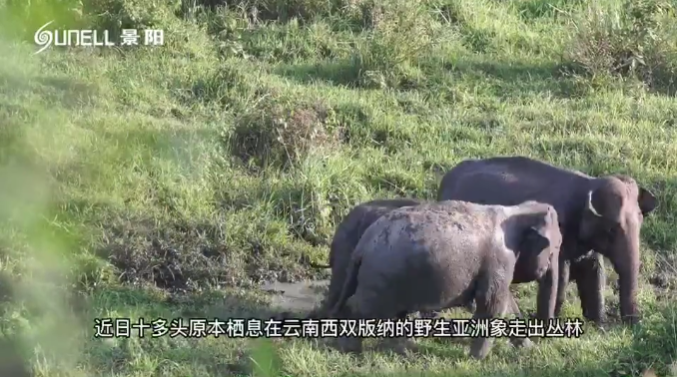 全球關注“一路象北” 景陽熱成像助力野生動物保護